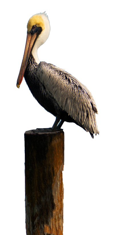 PERRY the pelican