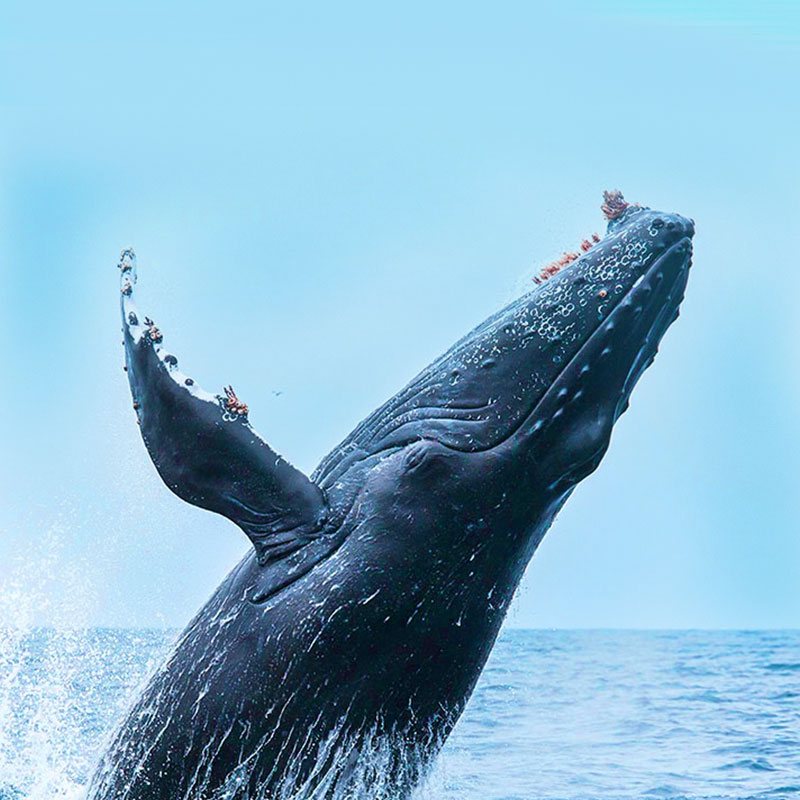 A humpback whale breaches the water