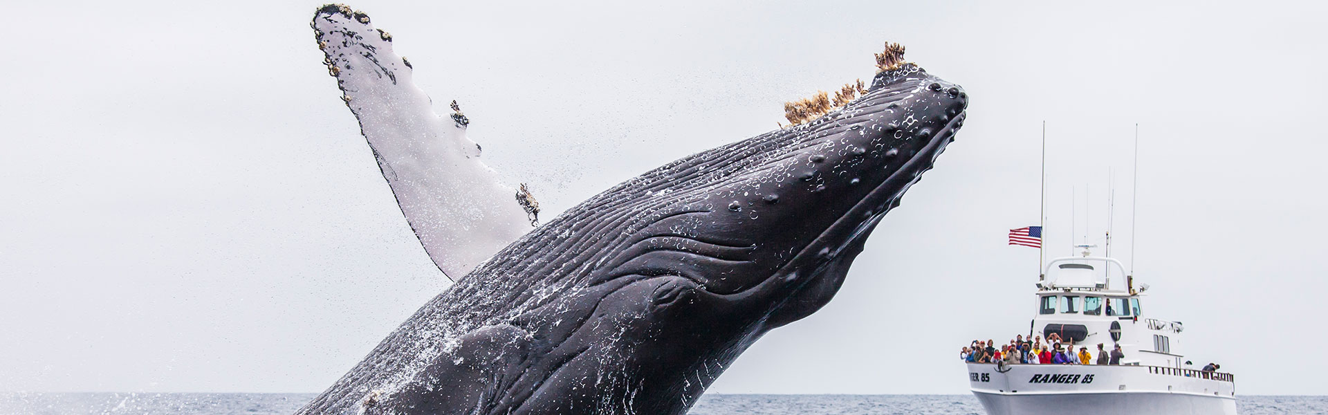A humpback whale leaps breaches the water, a whale-watching vessel in the background