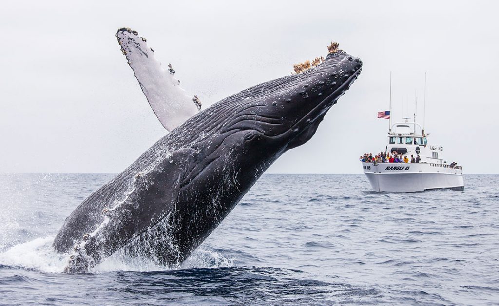 Whale Watching Starts at the Channel Islands Harbor - Channel Islands