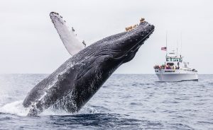 A humpback whale leaps breaches the water, a whale-watching vessel in the background