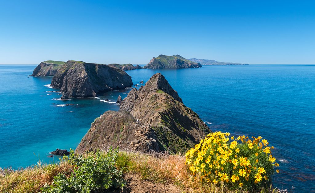 Magical landscape with blooming yellow colored Giant Coreopsis on Anacapa Island during Spring. Anacapa Island is one of the five islands which form the Channel Islands National Park, near Los Angeles, California, USA