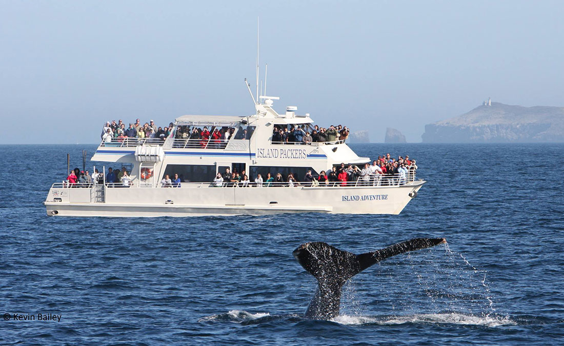Start Your Whale Watching Journey at Channel Islands Harbor Channel