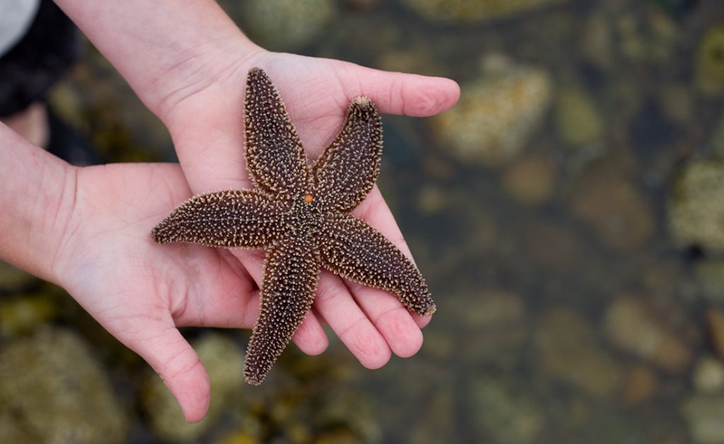 A large starfish in the hand of a child on Cape Cod