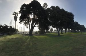 Trees are silhouetted at Harbor View Park
