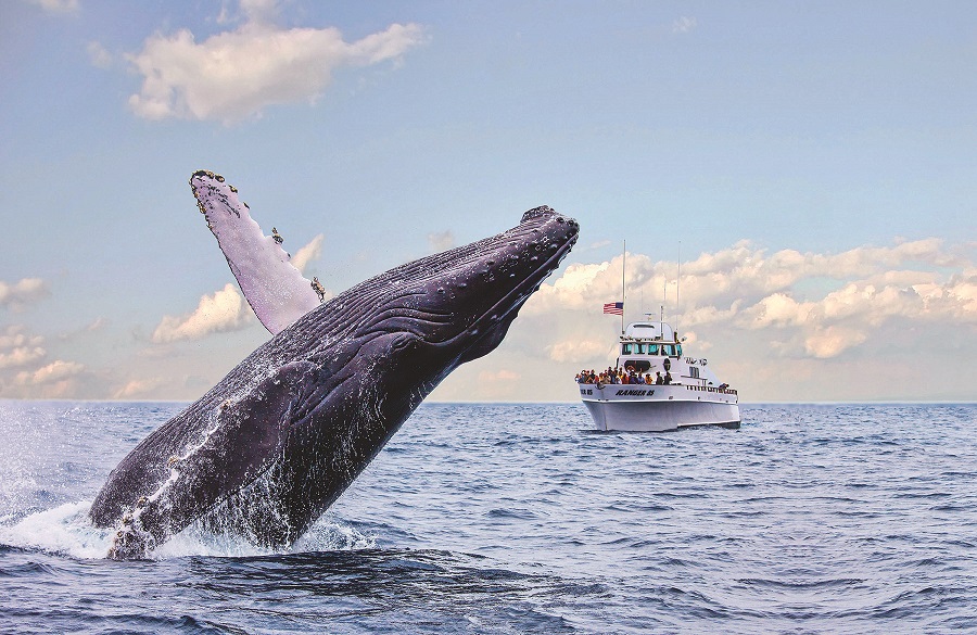 A grey whale arcs backwards over the water, a small whale-watching ship in the background