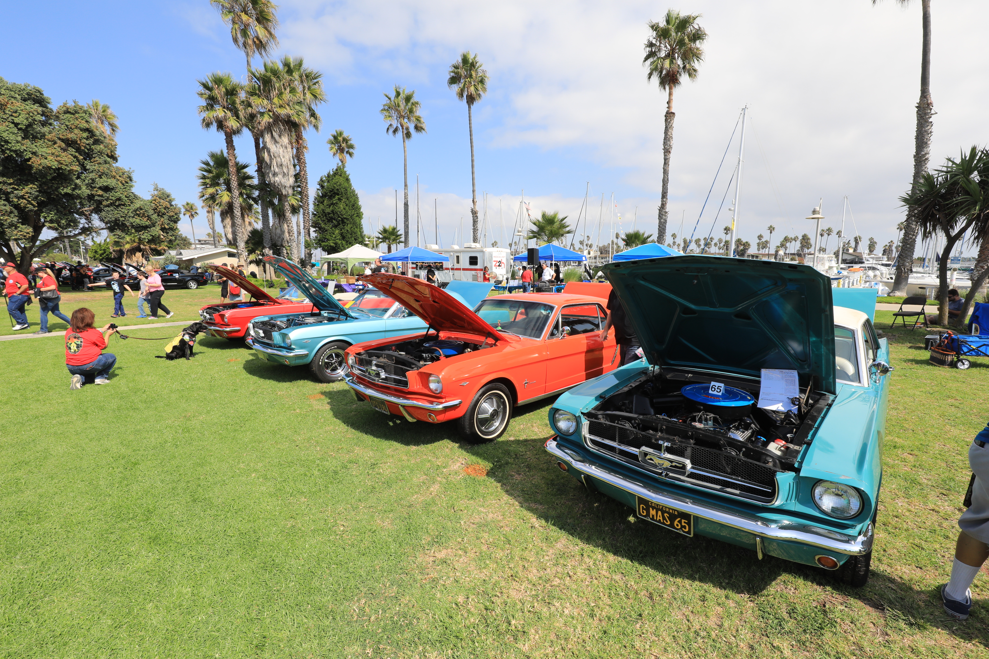 4 Ford Mustangs, alternating red and blue, with their hoods up (shiny and clean)