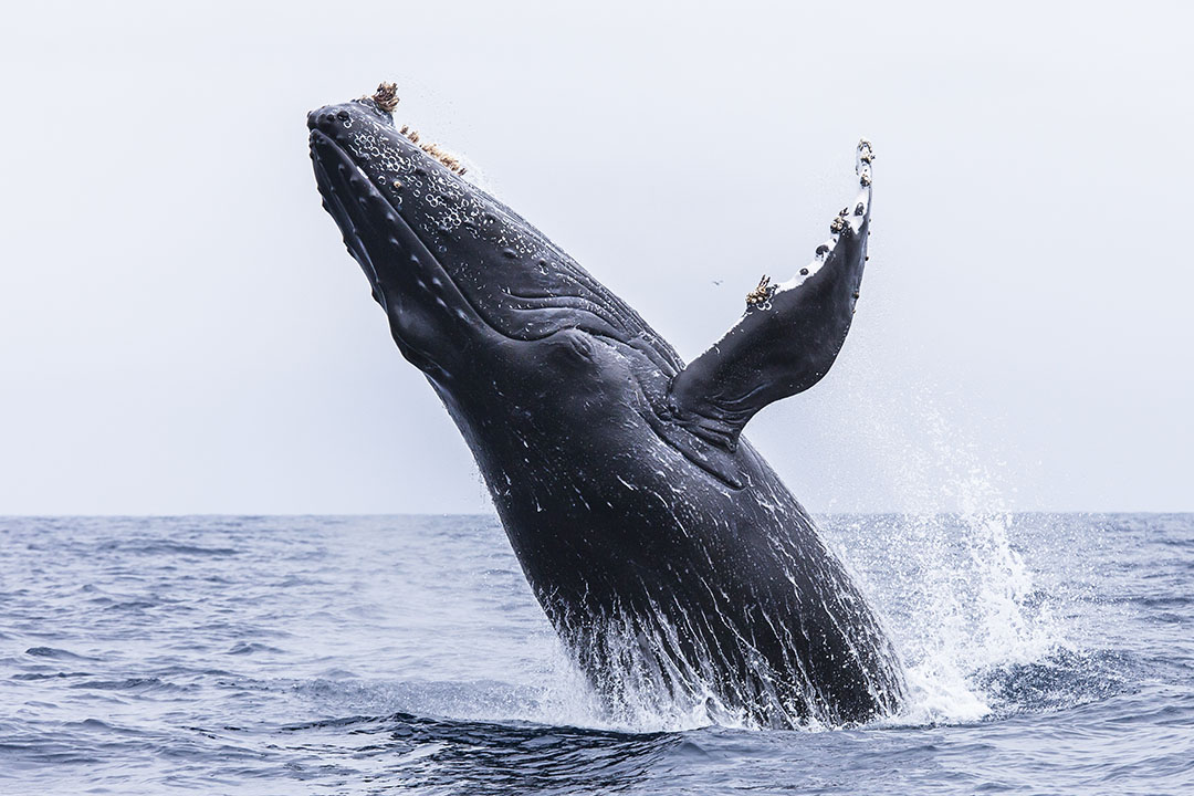 A grey whale breaches